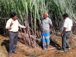 Field visit -FLD sugarcane SSI