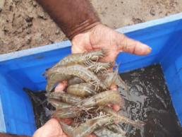 FIsheires-Fortnight shrimp sampling