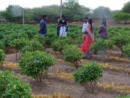 JSA Prabhari officer visited NICRA Crop module