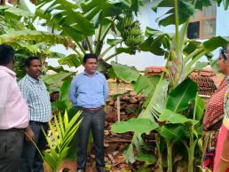 KVK, NKl Field visit banana kaveri kalki field a