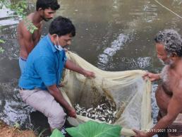 KVK, NKL Assessment of fish growth under open pond