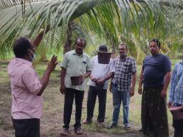 KVK NKL Red palm weevil management in  coconut
