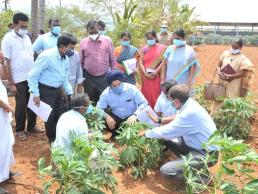 District Collector & APC tapioca field visit