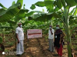 FLD banana field visit