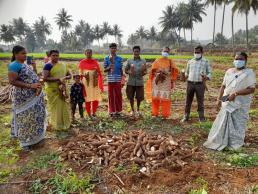 FLD tapioca field day