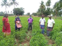 FLD cotton with sunnhemp intercropping field visit