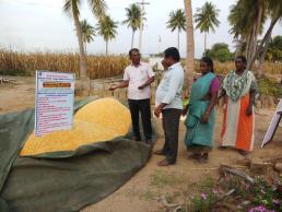 OFT- Fall army worm field visit