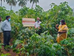 FLD tapioca field visit