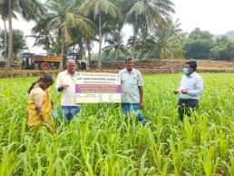 Single cut fodder field visit