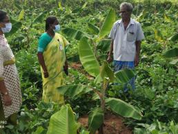 Banana - cowpea intercroppping field visit