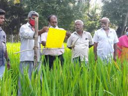 KVK, NKL Demo on placing yellow sticky trap in paddy
