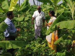 Soil Science- FLD Banana cowpea intercropping