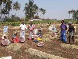 Horticulture FLD -ICM practices in small onion