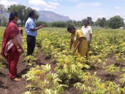 Diagnostic field visit Tapioca field