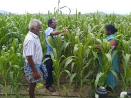 Entomology OFT maize field