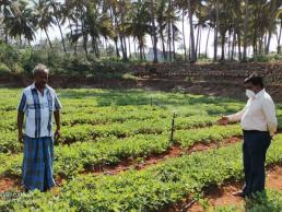 CFLD groundnut field visit