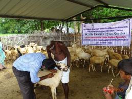 Animal Health camp (3)